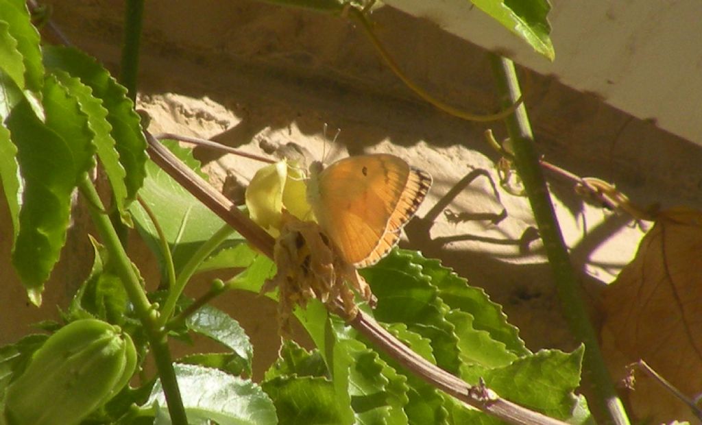 Da Gerusalemme: Colias croceus o Colotis fausta?